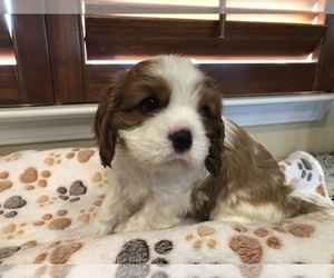 Cavalier King Charles Spaniel Puppy for sale in TEMPLETON, CA, USA