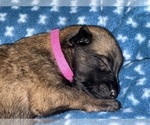 Small Photo #217 Belgian Malinois Puppy For Sale in REESEVILLE, WI, USA