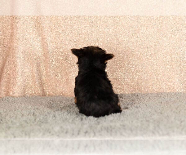 Medium Photo #8 Yorkshire Terrier Puppy For Sale in NAPPANEE, IN, USA