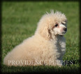 Small Photo #49 Poodle (Miniature) Puppy For Sale in COPPOCK, IA, USA