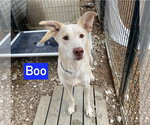 Small Photo #4 Mutt Puppy For Sale in Foristell, MO, USA