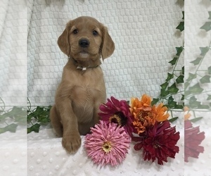 Golden Retriever Puppy for Sale in THORP, Wisconsin USA