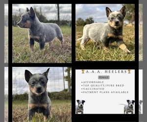 Australian Cattle Dog Puppy for sale in ZOLFO SPRINGS, FL, USA