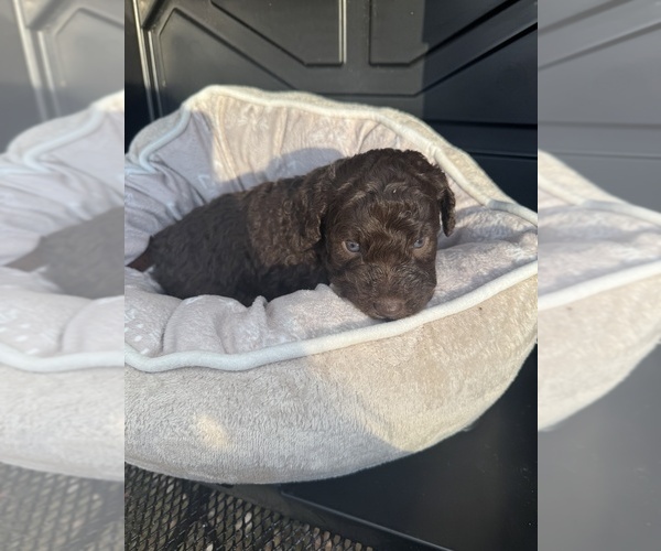 Medium Photo #1 F2 Aussiedoodle Puppy For Sale in LEXINGTON, NC, USA