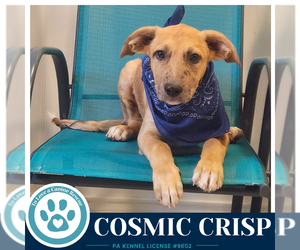 Cosmic Crisp (Apple Bobbers) 102426 - Male Mutt Dog for Adoption - Photo #2
