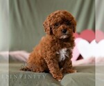 Small #4 Cavapoo (Miniature)