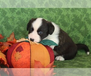 Cardigan Welsh Corgi Puppy for sale in LIVERMORE, CO, USA