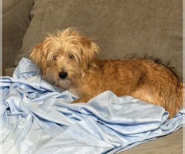 Medium Photo #4 Mutt Puppy For Sale in Brooklyn, NY, USA