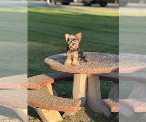 Yorkshire Terrier Puppy for sale in DETROIT, MI, USA