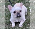 Small Photo #2 French Bulldog Puppy For Sale in NAPPANEE, IN, USA