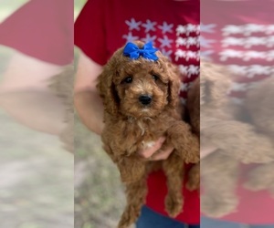 Poodle (Miniature) Puppy for sale in BELDING, MI, USA