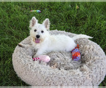 Small #2 West Highland White Terrier