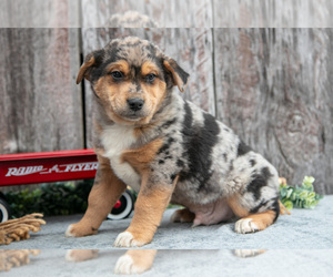 Australian Cattle Dog-Miniature Australian Shepherd Mix Litter for sale in SULLIVAN, OH, USA