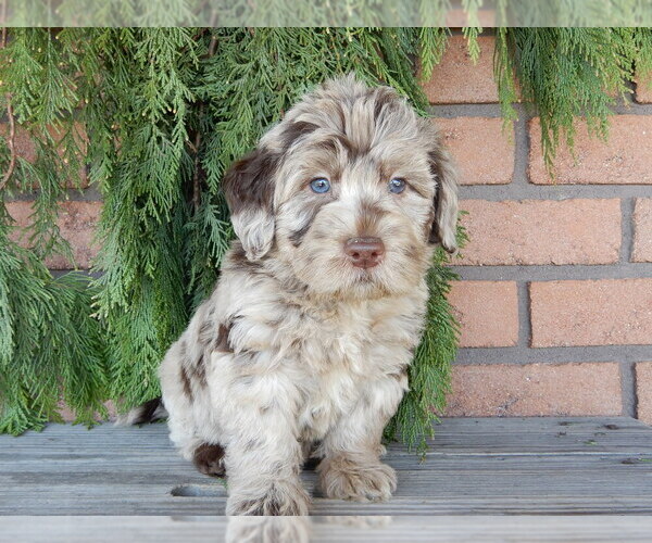 Medium Photo #2 Labradoodle Puppy For Sale in MILLERSBURG, OH, USA