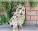 Small #1 Labradoodle