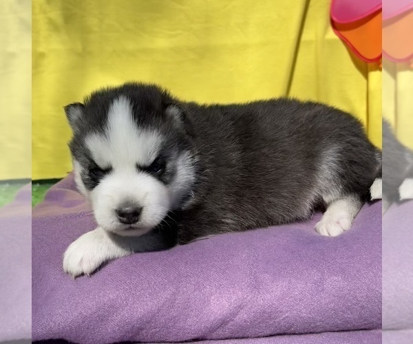 Medium Photo #11 Siberian Husky Puppy For Sale in DEARBORN, MO, USA