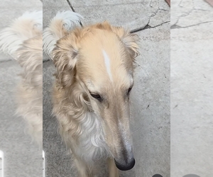 Father of the Borzoi puppies born on 03/27/2026