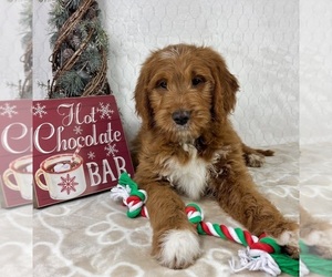 Goldendoodle Puppy for sale in INDIANAPOLIS, IN, USA