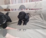 Small #4 Hava-Apso