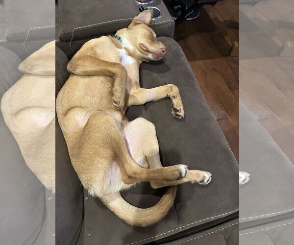 Medium Photo #10 Australian Kelpie-Unknown Mix Puppy For Sale in Valrico, FL, USA