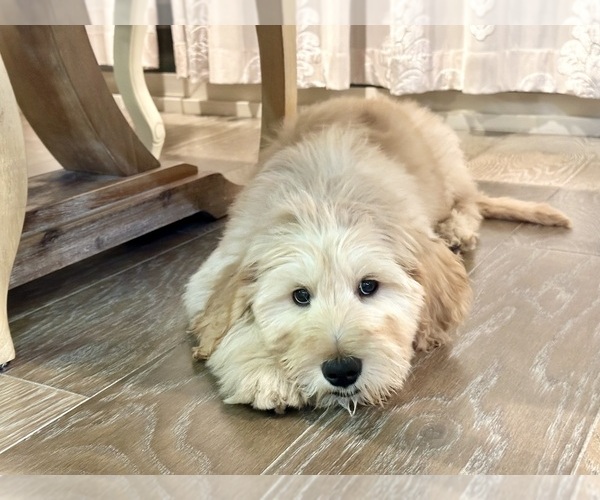 Medium Photo #2 Goldendoodle Puppy For Sale in CHINO HILLS, CA, USA
