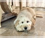 Small Photo #2 Goldendoodle Puppy For Sale in CHINO HILLS, CA, USA
