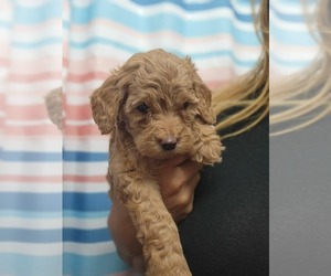 Goldendoodle (Miniature) Puppy for sale in DETROIT, MI, USA