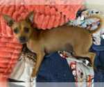 Small #1 Chihuahua Mix