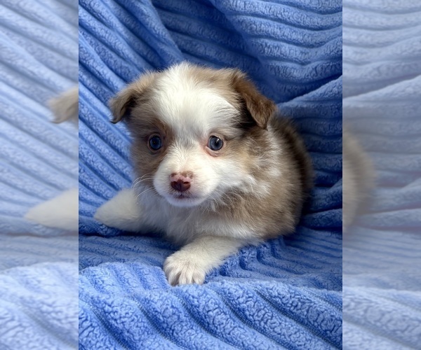 Medium Photo #2 Miniature Australian Shepherd-Rat Terrier Mix Puppy For Sale in FAIR HAVEN, MI, USA