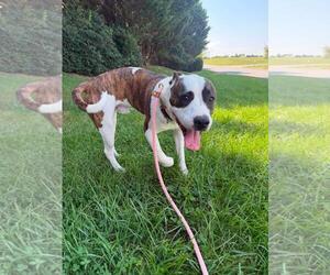 Curry - Male American Staffordshire Terrier-Unknown Mix Dog for Adoption - Photo #3