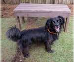 Small #4 Colonial Cocker Spaniel-Retriever  Mix
