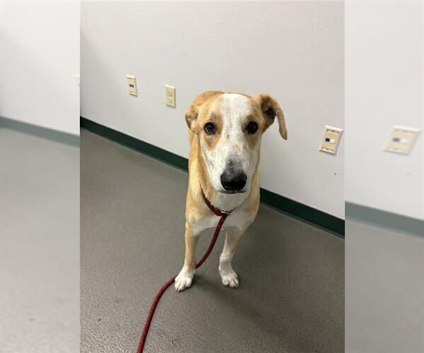 Medium Photo #1 Labrador Retriever-Unknown Mix Puppy For Sale in Corpus Christi, TX, USA