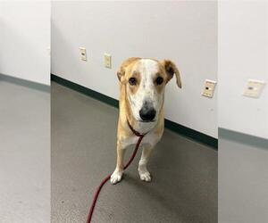 Labrador Retriever-Unknown Mix Dogs for adoption in Corpus Christi, TX, USA