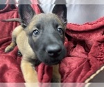 Small Photo #83 Belgian Malinois Puppy For Sale in REESEVILLE, WI, USA