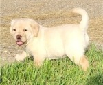 Puppy Red caller Labrador Retriever
