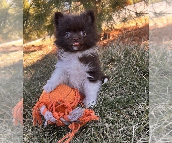 Medium Photo #3 Pomeranian Puppy For Sale in MIDDLEBURY, IN, USA