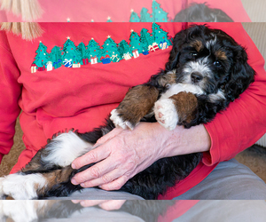 Bernedoodle (Miniature) Puppy for sale in ROY, UT, USA