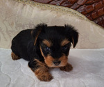 Puppy Olive Yorkshire Terrier