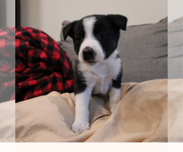 Medium Photo #7 Border-Aussie Puppy For Sale in CAMARILLO, CA, USA