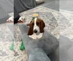 Small #3 Basset Hound