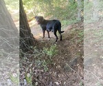 Small Photo #1 Rottweiler Puppy For Sale in SPLENDORA, TX, USA