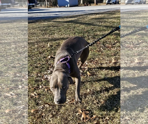 Medium Photo #1 Mutt Puppy For Sale in Rustburg, VA, USA