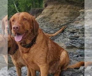 Father of the Labrador Retriever puppies born on 02/26/2026