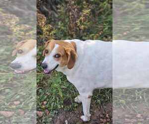 Peach Groot - Female Beagle-Great Pyrenees Mix Dog for Adoption - Photo #7