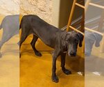 Small Photo #1 Unknown-Weimaraner Mix Puppy For Sale in Dallas, TX, USA
