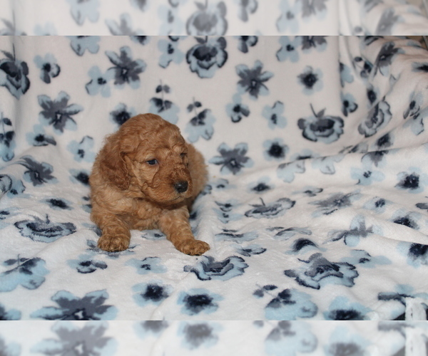 Medium Photo #11 Goldendoodle (Miniature) Puppy For Sale in BLOOMINGTON, IN, USA