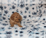 Small Photo #11 Goldendoodle (Miniature) Puppy For Sale in BLOOMINGTON, IN, USA
