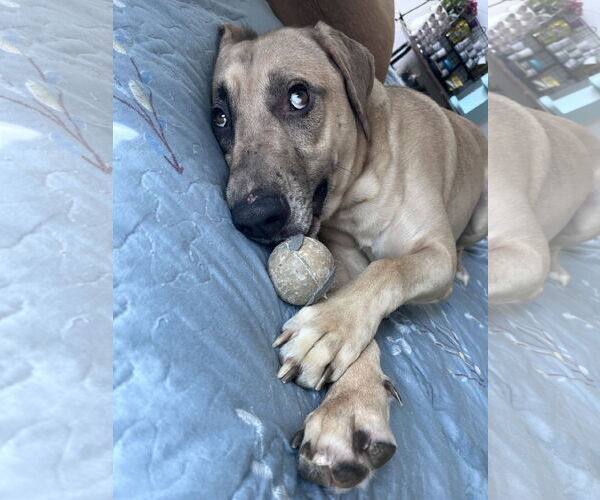 Medium Photo #5 Catahoula Leopard Dog-German Shepherd Dog Mix Puppy For Sale in The Woodlands, TX, USA