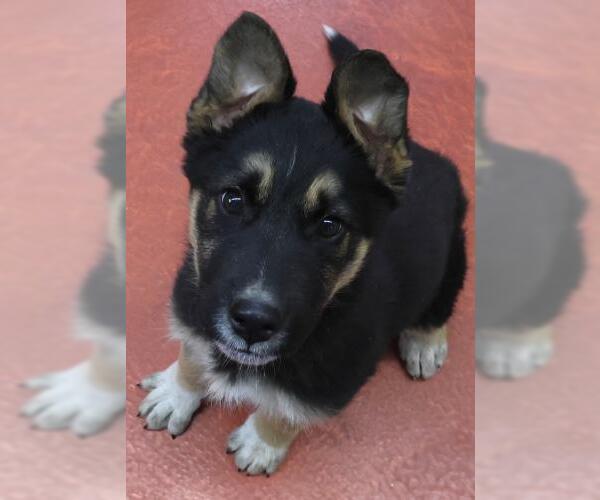 Medium Photo #1 German Shepherd Dog-Unknown Mix Puppy For Sale in Thief River Falls, MN, USA