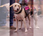 Small #1 Labrador Retriever Mix